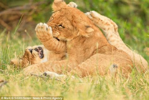 Wildlife Photographer Mark Smith Captures Squabbling Lion