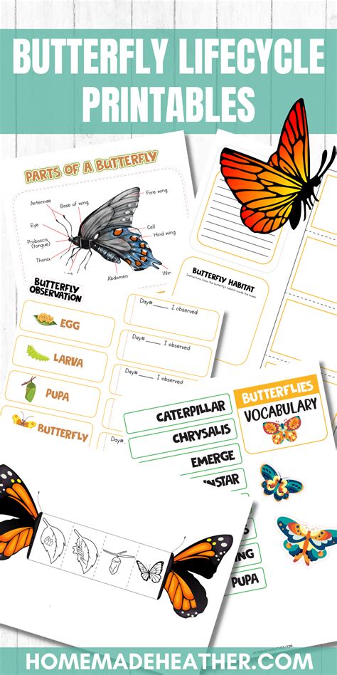butterfly life cycle printables homemade heather