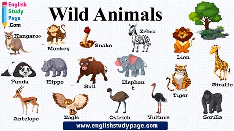 view animals pictures  names png