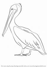 Pelican Brown Draw Drawing Step Tutorials Next Animals Bird Drawingtutorials101 Drawings Sea Water Watercolor Louisiana Previous Yahoo Search Choose Board sketch template