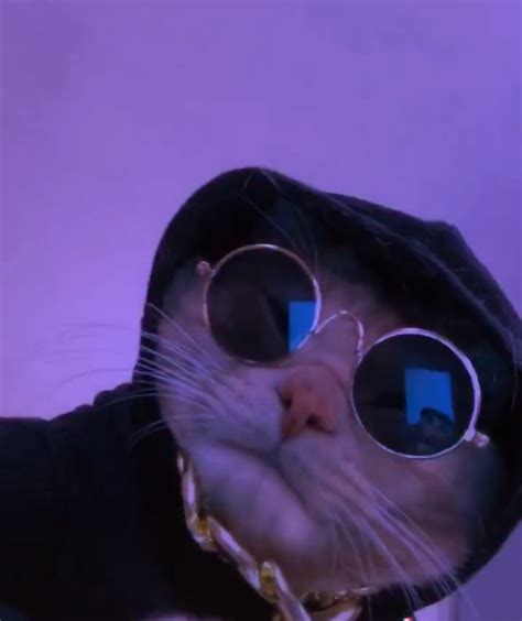 drippy led light pimped facetime cat icon cat profile profile picture cat icon