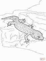 Coloring Gecko Leopard Comments Coloringhome sketch template