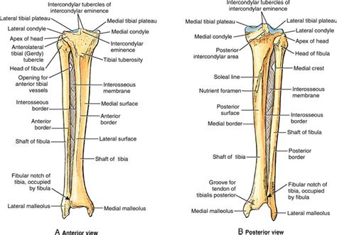 leg anterior  posterior view  tibia  fibular  detailed bony landmarks