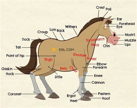 printable parts   horse