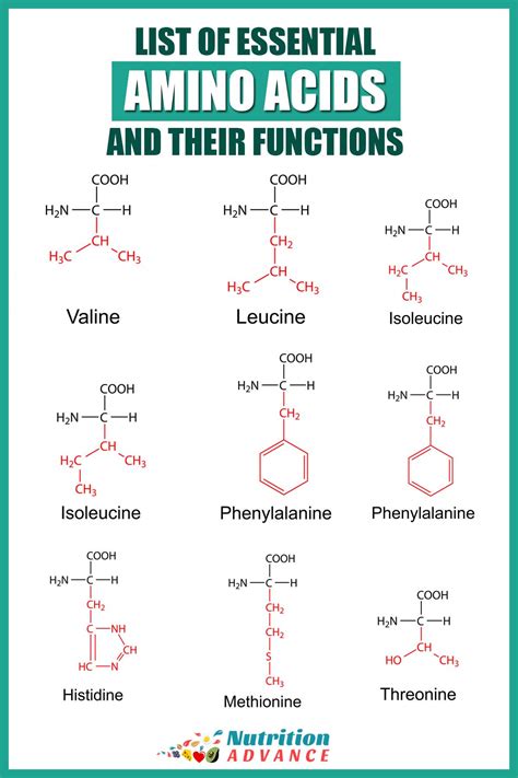 essential amino acids functions requirements food sources