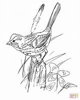 Coloring Sparrow Bird Song Pages Birds Outline Drawing Printable House Sparrows Color Kids Flying Getdrawings Drawings sketch template