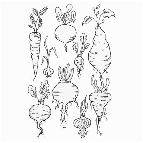 root vegetable study illustration  shirt  la petite mesange black