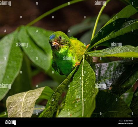 blue crowned hanging parrot  branch stock photo alamy