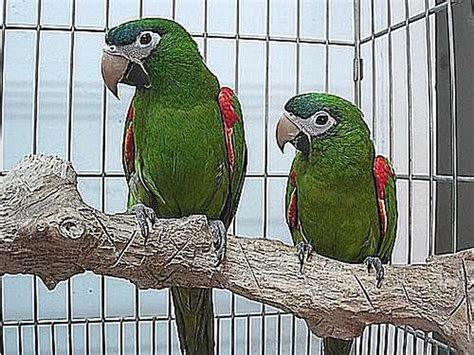 tips   mini macaws  pets macaw macaw parrot cute baby animals