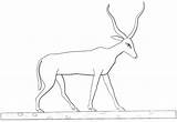Antelopes Blackbuck Mammals sketch template