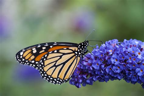 flowers  attract monarch butterflies