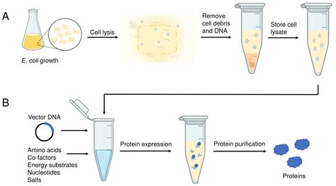 cell  synthesis  correctly folded proteins  multiple