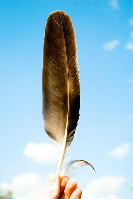 bald eagle feather flickr photo sharing