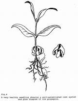 Drawing Roots Mangrove Flower Bulletin Drawings Getdrawings sketch template