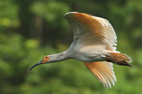english leran   crested ibis     brink