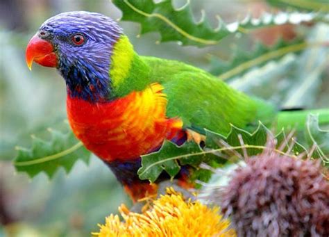 image result  australian small green parrots tropical birds exotic