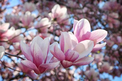 magnolia flowers    flower site