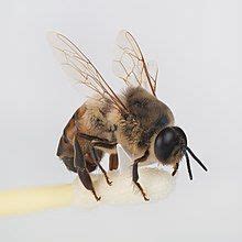 drone bee wikipedia bee keeping backyard bee drone bee