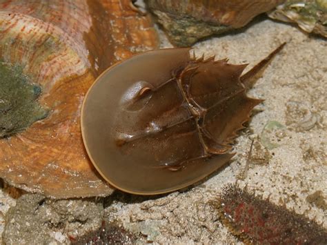 endangered  jersey horseshoe crab harvesting