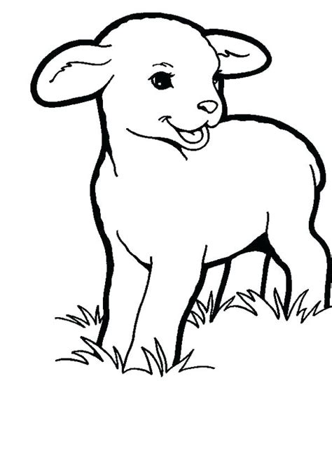 baby lamb coloring pages  getcoloringscom  printable colorings