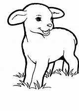Lamb Coloring Baby Pages Sheep Drawing Colouring Grass Face Printable Eating Template Kids Sheets Sheet Color Getcolorings Print Realistic Getdrawings sketch template