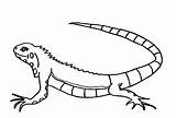 Iguanas sketch template