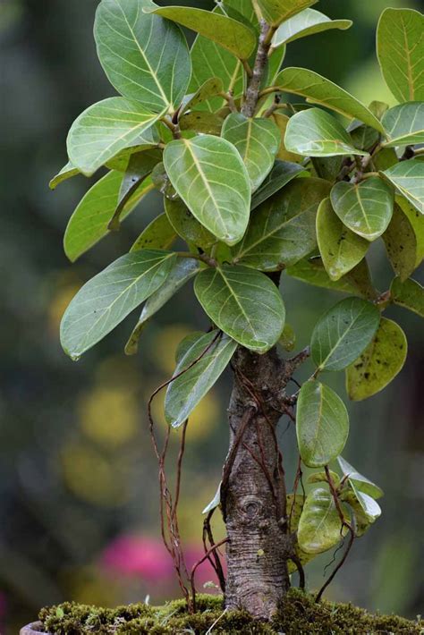 ficus benghalensis indian banyan tree bonsai plant nestreeocom