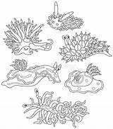 Mostri Colorare Molluschi Riff Krabbe Fumetto Raccolta Marini Mollusken sketch template