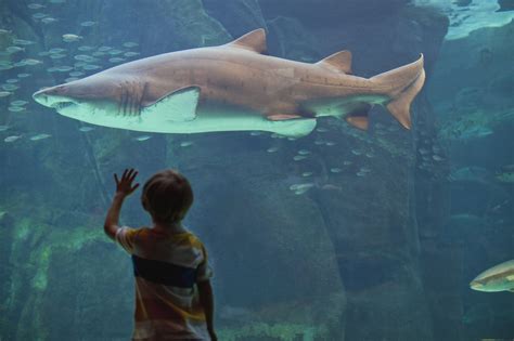 animal rights activists oppose aquariums