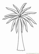 Coloring Palm Tree Pages Kids Popular sketch template