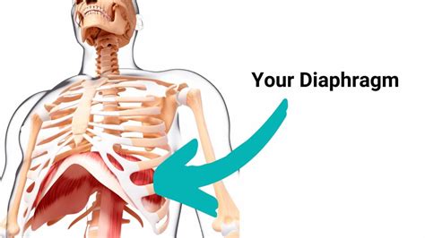 diaphragm isnt   breathing geelong osteopaths