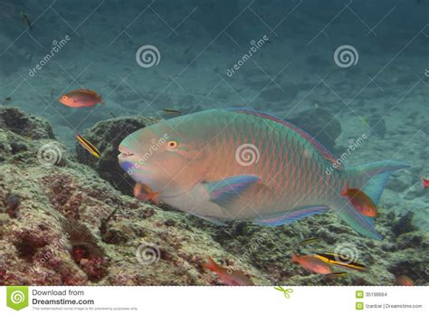 parrot fish underwater stock photo image  relaxation