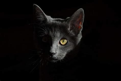 rueyada siyah ve gri kedi goermek ruyandagorcom