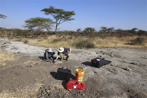 fossil footprints puzzle scientists bear  ancient human