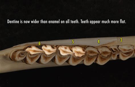 Deer Tooth Aging Chart