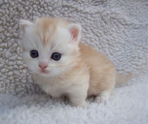 cutest kittens  kittens cutest baby animals