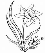 Daffodil Coloring Flower Pages Daffodils Flowers Stamps Color Getcolorings Embroidery Designs sketch template