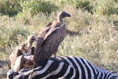 white backed vulture isafiri