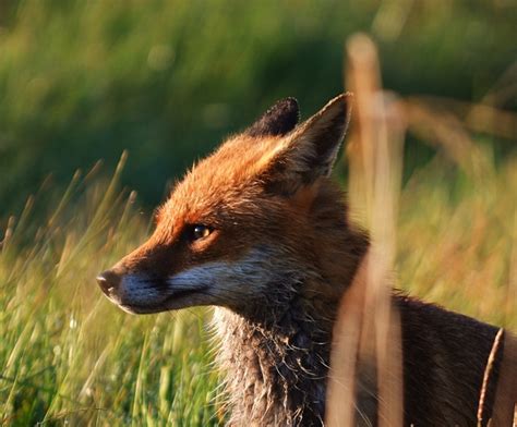 beautiful fox  photorator