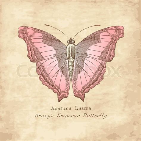 vintage butterfly stock vector colourbox