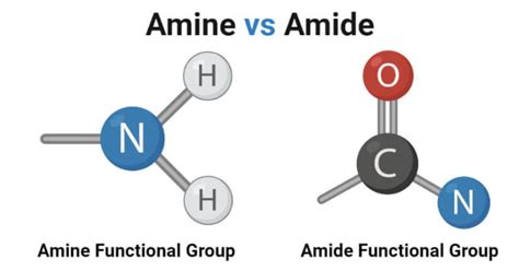 amine  amide definition  major differences examples