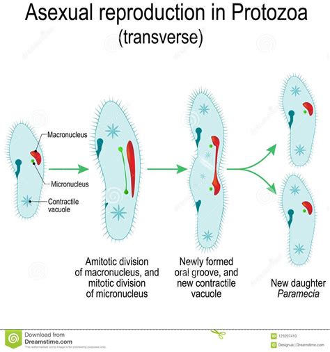 Asexual Reproduction In Protozoa Paramecia Division Stock Vector