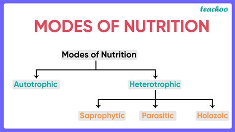 nutrition  plants    modes  nutrition class