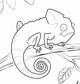Chameleon Coloring Pages Template Printable Outline Drawing Lizard Animal Cameleon Color Mixed Colouring Books Carle Book Sheets Print Eric Kids sketch template