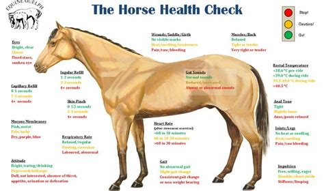 pin  michelle peters  horses horse health healthy horses horses