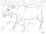 Moose Coloring Cow Pages Female Drawing Realistic Printable Animals Categories sketch template