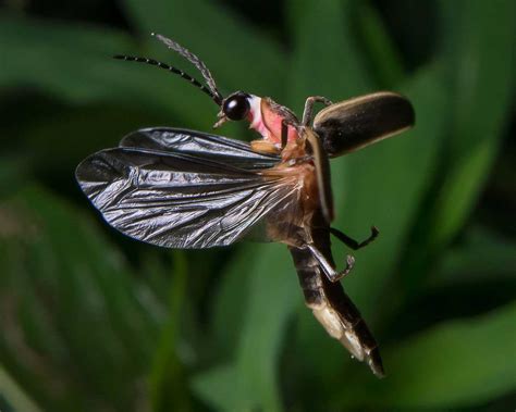 lightning bug firefly learn  nature