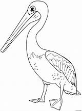 Pelican Colorat Pasari Desene P84 Planse Coloriages Oiseaux Ptaki Kolorowanki Oiseau Primiiani sketch template