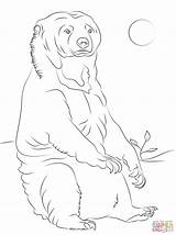 Bear Sun Coloring Sitting Pages Drawing Designlooter 94kb 1526 sketch template