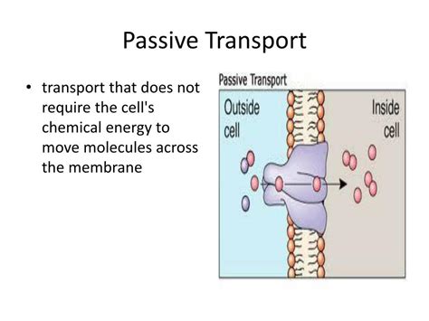 active transport powerpoint    id